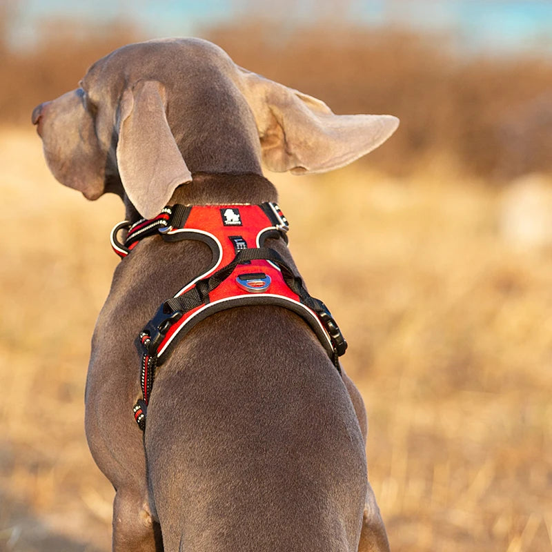 Nylon Dog Harness